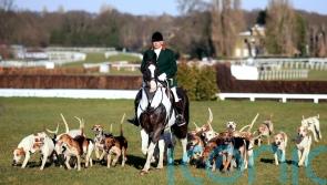 Animal welfare charities join forces in bid to end hunting with dogs