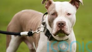 Exemption Certificates need to keep XL Bully breed type dogs 
