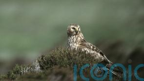 Concern voiced as hen harrier numbers drop by 26% in Northern Ireland