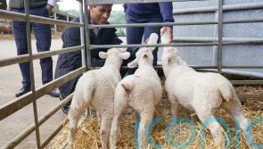 In Pictures: Parties show sweeter side as Sunak feeds lambs and Davey bakes cake