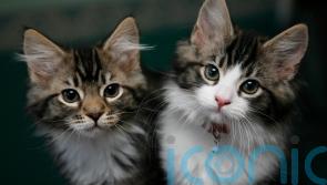 Stormont Executive urged to make microchipping of cats a legal requirement
