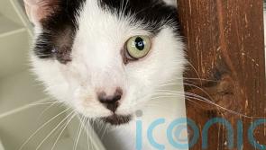 Appeal for adoption of ‘rare’ intersex kitten found in Northern Ireland