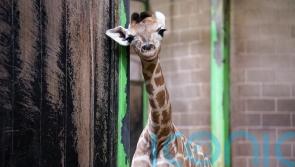 Public asked to help name zoo’s new baby giraffe