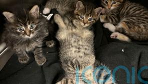 Animal welfare charity describes ‘kitten crisis’ with record numbers in its care