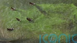 Public health risks of algal blooms on Lough Neagh detailed in study