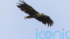 White-tailed eagles breed in Northern Ireland for first time in 150 years