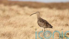 Curlew numbers in areas of Northern Ireland show ‘incredible improvement’