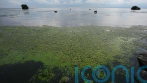 Lough Neagh blue-green algae to be observed from space