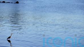 Belfast Lough could become ‘new Lough Neagh’ in next 10 years, warns MLA