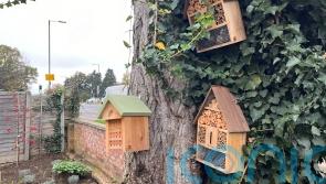 £5m scheme boosts nature for hundreds of communities across UK, report shows