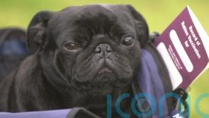Northern Ireland pet travel scheme approved despite Unionist opposition
