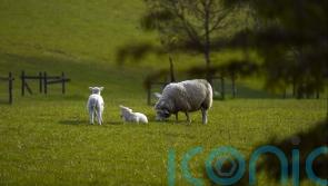 Northern Ireland MPs and peers call for rethink of agricultural inheritance tax
