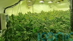 One arrest after ‘cannabis factory’ discovered in Co Tyrone
