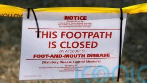Government seeks to reassure farmers amid foot-and-mouth outbreak in Germany