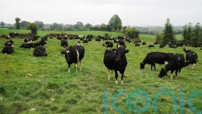 NI restricts animal imports from German area hit by foot-and-mouth disease