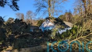 National Trust seeks help after losing more than 10,000 trees in Storm Eowyn