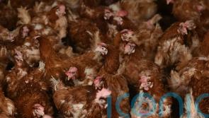 Thousands of birds to be culled after latest suspected case of avian flu