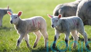 Dry, sunny conditions for most of UK this weekend to mark start of spring