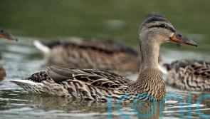 More than £17m awarded for cross-border water quality projects