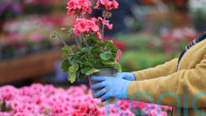 Post-Brexit rules makes buying plants ‘impossible’ in Northern Ireland, MPs say