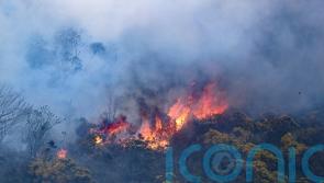 Wildfires having a ‘devastating impact’ on environment, says Andrew Muir