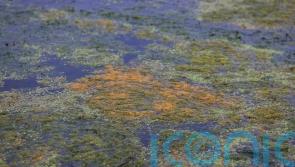 Stormont votes to establish climate commissioner despite cost concern