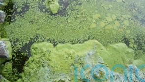 Year’s first cases of blue-green algae confirmed in Lough Neagh