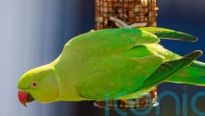 Guidance sought over future of colourful parakeets in Belfast park