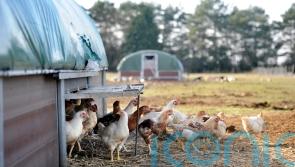 Avian influenza prevention zone in Northern Ireland to be lifted