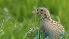 Conservationists celebrate resurgence of corncrakes on Rathlin Island