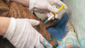 New schemes to ease flow of veterinary medicines into Northern Ireland