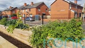 Ombudsman to investigate NI Housing Executive