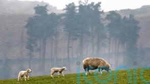 Rise in farm incomes to £766m welcomed