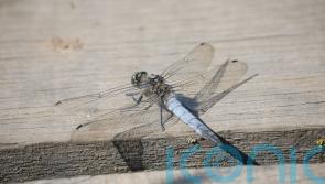 First recorded sighting of rare dragonfly in Belfast hailed by conservationists