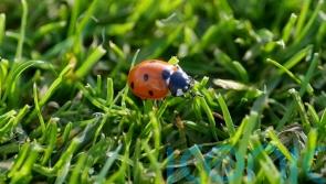 Ladybirds being seen in &lsquo;very high numbers&rsquo; because of warm weather, expert says
