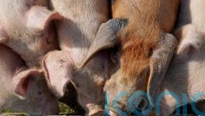 Report reveals ‘true scale’ of environmental impact of pig and poultry farming