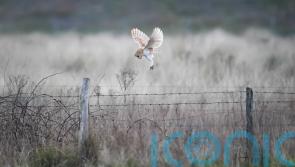Barn owl breeding success for third year in a row on Co Down farm