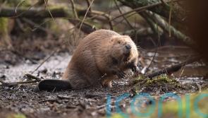 UK risks missing 2030 nature target by a ‘country mile’, green groups warn