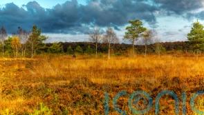 &lsquo;Power of peatlands&rsquo; embraced in new strategy to tackle climate crisis