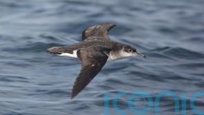 Rare seabirds breed on Rathlin Island for first time in decades