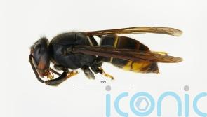 Call for ‘vigilance’ after first confirmed sightings of Asian hornets in NI