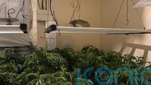 ‘Substantial’ cannabis factory discovered in searches in Co Down