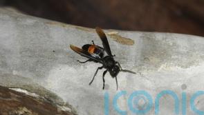 Asian hornet nest found in Belfast area, says minister