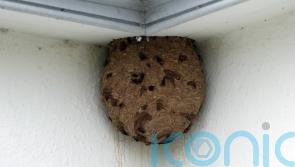 First Asian hornet nest discovered in Northern Ireland removed