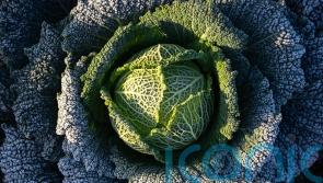 Cabbage divination and turnip lanterns revived ahead of Halloween