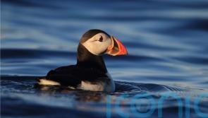 Puffins make a comeback on Isle of Muck after 25 years