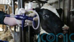 Royal Ulster Winter Fair cattle classes cancelled over bluetongue disease