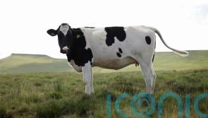 Some animal movements to resume following bluetongue cases