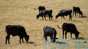 Suspected cases of bluetongue discovered on third Northern Ireland farm