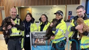 Minister urges &lsquo;paws&rsquo; for thought before purchasing a pet for Christmas